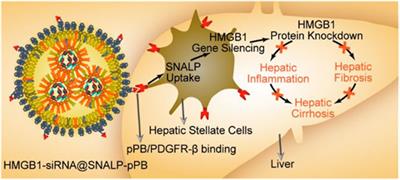 Nanotechnology in Drug Delivery for Liver Fibrosis